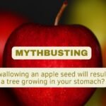 swallowing-an-apple-seed-grow-tree-in-your-stomach